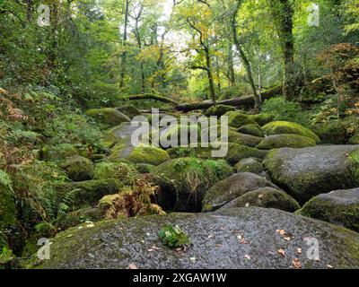 Rochers couverts de mousse et bois feuillus anciens, Becky Falls, parc national de Dartmoor, Devon, Angleterre, Royaume-Uni, octobre 2020 Banque D'Images