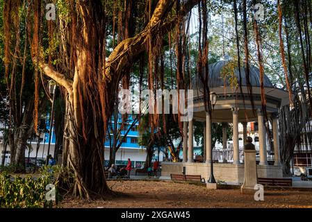 Arbre ensoleillé et kiosque à musique à Santa Ana Square, place publique dans le vieux quartier, Panama City, Panama, Amérique centrale Banque D'Images