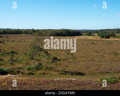 Landes herbeuses humides à Whitcombe Vale, Tadnoll and Winfrith nature Reserve, Dorset Wildlife Trust Reserve, Dorset, Angleterre, Royaume-Uni, septembre 2021 Banque D'Images