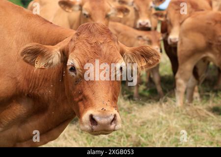 Bovins Limousin élevant dans la campagne Limousin. Élevage bovin, agriculture, viande, nourriture, consommation de viande. Limousin, France, Europe. Crédit : Banque D'Images