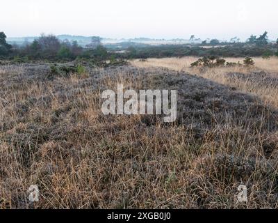 Gelée sur des landes herbeuses dans la lumière tôt le matin, réserve naturelle nationale de Holt Heath, Dorset, Angleterre, Royaume-Uni, janvier 2022 Banque D'Images