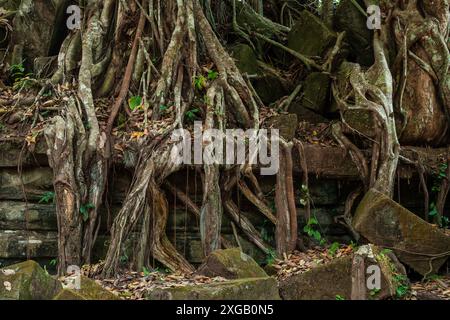 Ruines du temple Beng Mealea envahies par la jungle dans la province de Siem Reap, Cambodge. Vieux blocs de pierre de temple du début du XIIe siècle recouverts de tre Banque D'Images