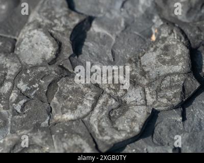 Fossiles dans les roches côtières calcaires, site du patrimoine mondial de la côte jurassique, Kimmeridge, Dorset, Angleterre, Royaume-Uni Banque D'Images