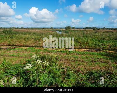 Roselières et piscine de la deuxième plate-forme d'observation, Ham Wall RSPB Reserve, Somerset Levels and Moors, Avalon Marshes, Somerset, Angleterre, Royaume-Uni Banque D'Images