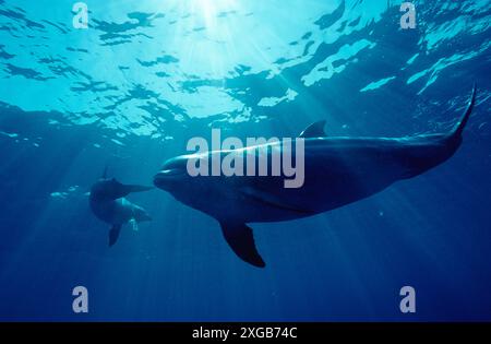 Grand dauphin, Tursiops truncatus, Bahamas, Mer des Caraïbes, Grand Bahama Banque D'Images