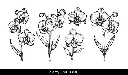 Fleur d'orchidée dans un style vectoriel isolé. Nom complet de l'orchidée de la plante. Fleur vectorielle pour l'arrière-plan, la texture, le motif d'enveloppement, le cadre ou la bordure. Illustration de Vecteur