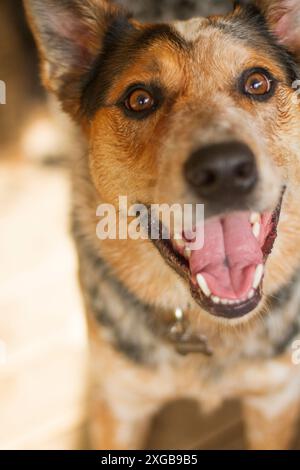 Portrait d'un jeune chien de bétail hyper australien. Banque D'Images