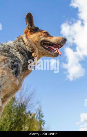 Portrait d'un jeune, hyper Blue Heeler dans une prairie herbeuse. Banque D'Images