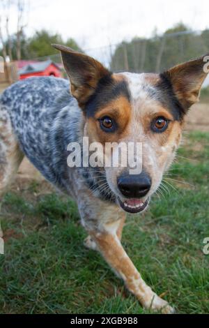 Portrait d'un jeune chien de bétail hyper australien. Banque D'Images