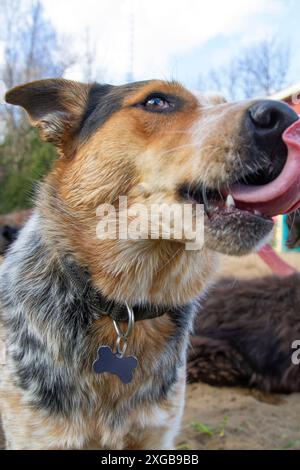 Gros plan portrait d'un jeune chien australien qui sort la langue. Banque D'Images