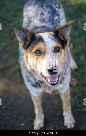 Portrait d'un jeune et heureux Blue Heeler dans une prairie herbeuse. Banque D'Images