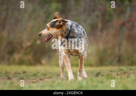 Drool tombe d'une bouche Blue Heelers alors qu'il joue dans une prairie herbeuse. Banque D'Images