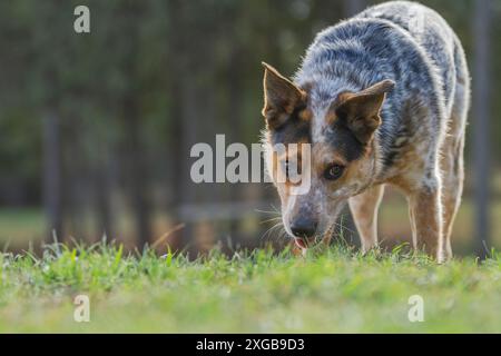 Portrait d'un jeune chien australien dans un champ herbeux. Banque D'Images