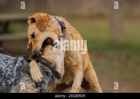 Dans le soleil d'été, une pièce de Goldendoodle combat avec un jeune chien de bétail australien dans un champ herbeux. Banque D'Images