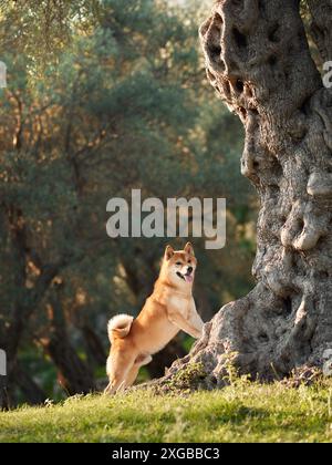 Un chien Shiba Inu se tient fièrement près d'un arbre ancestral et noueux, baigné dans la lueur dorée du coucher du soleil. Le vieil arbre texturait l'écorce Banque D'Images