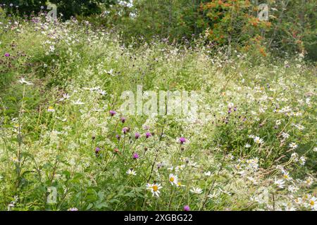 Masse de fleurs sauvages poussant sur une berge herbeuse pendant l'été ou juillet dans un jardin, Angleterre, Royaume-Uni Banque D'Images