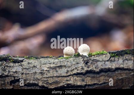 Deux champignons blancs ( Lycoperdon ) sur un tronc d'arbre dans la nature Banque D'Images