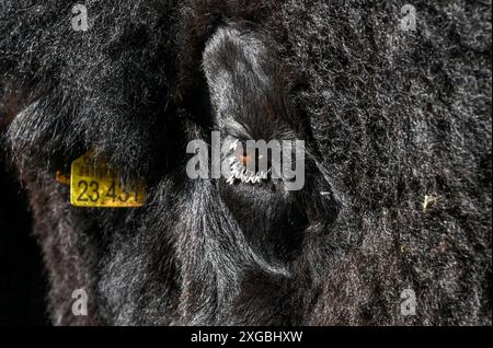 08 juillet 2024, Brandenburg, Werder/OT Petzow : dans la ferme de bisons, 40 bisons sont élevés dans les prairies d'une manière adaptée à l'espèce et respectueuse des animaux. Les bisons ne sont pas apparentés aux bovins domestiques, ils existent depuis 5 000 à 10 000 ans et remontent à l'époque des mammouths. Ils ne sont abattus que pour entretenir le troupeau et la viande de haute qualité est vendue directement de la ferme. Un taureau adulte peut peser environ 1200 kilogrammes. En accord avec les animaux sauvages, les animaux grandissent lentement. Ils atteignent la maturité d'abattage entre trois et quatre ans. En tant qu'animaux de troupeau, ils paissent, se reposent, ruminent et Banque D'Images