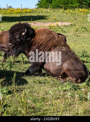 08 juillet 2024, Brandenburg, Werder/OT Petzow : dans la ferme de bisons, 40 bisons sont élevés dans les prairies d'une manière adaptée à l'espèce et respectueuse des animaux. Les bisons ne sont pas apparentés aux bovins domestiques, ils existent depuis 5 000 à 10 000 ans et remontent à l'époque des mammouths. Ils ne sont abattus que pour entretenir le troupeau et la viande de haute qualité est vendue directement de la ferme. Un taureau adulte peut peser environ 1200 kilogrammes. En accord avec les animaux sauvages, les animaux grandissent lentement. Ils atteignent la maturité d'abattage entre trois et quatre ans. En tant qu'animaux de troupeau, ils paissent, se reposent, ruminent et Banque D'Images