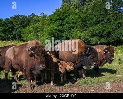 08 juillet 2024, Brandenburg, Werder/OT Petzow : dans la ferme de bisons, 40 bisons sont élevés dans les prairies d'une manière adaptée à l'espèce et respectueuse des animaux. Les bisons ne sont pas apparentés aux bovins domestiques, ils existent depuis 5 000 à 10 000 ans et remontent à l'époque des mammouths. Ils ne sont abattus que pour entretenir le troupeau et la viande de haute qualité est vendue directement de la ferme. Un taureau adulte peut peser environ 1200 kilogrammes. En accord avec les animaux sauvages, les animaux grandissent lentement. Ils atteignent la maturité d'abattage entre trois et quatre ans. En tant qu'animaux de troupeau, ils paissent, se reposent, ruminent et Banque D'Images