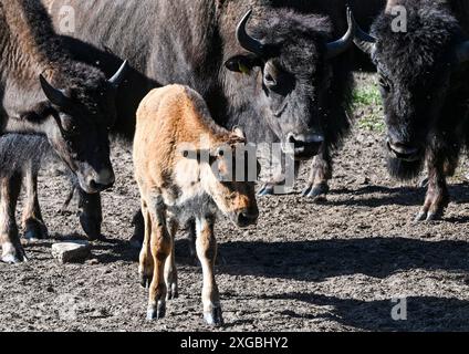 08 juillet 2024, Brandenburg, Werder/OT Petzow : dans la ferme de bisons, 40 bisons sont élevés dans les prairies d'une manière adaptée à l'espèce et respectueuse des animaux. Les bisons ne sont pas apparentés aux bovins domestiques, ils existent depuis 5 000 à 10 000 ans et remontent à l'époque des mammouths. Ils ne sont abattus que pour entretenir le troupeau et la viande de haute qualité est vendue directement de la ferme. Un taureau adulte peut peser environ 1200 kilogrammes. En accord avec les animaux sauvages, les animaux grandissent lentement. Ils atteignent la maturité d'abattage entre trois et quatre ans. En tant qu'animaux de troupeau, ils paissent, se reposent, ruminent et Banque D'Images