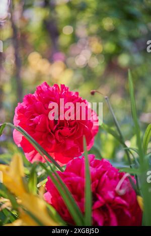 Pivoine officinale ou Paenonia Officinalis rouge de Juilly France Banque D'Images