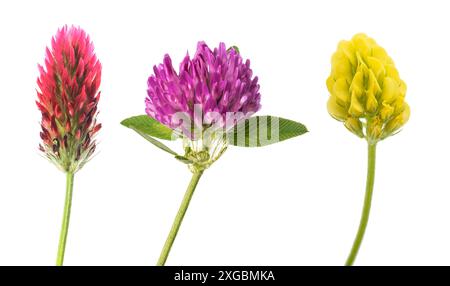 Fleurs de Clowers isolées sur fond blanc Banque D'Images