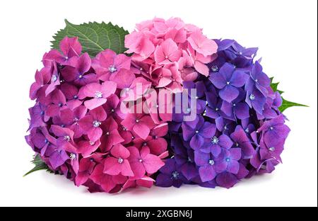 Bouquet de fleurs d'hortensia isolé sur fond blanc Banque D'Images