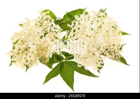 Fleurs de sureau isolé sur fond blanc Banque D'Images