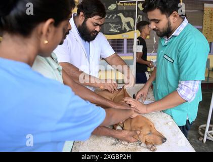 Un chien reçoit un traitement et une vaccination à l'occasion de la Journée mondiale des zoonoses à l'hôpital vétérinaire d'État d'Agartala. La Journée mondiale des zoonoses est célébrée le 6 juillet de chaque année pour sensibiliser aux maladies qui peuvent être transmises des animaux aux humains et commémorer le jour où Louis Pasteur a administré avec succès le premier vaccin contre le virus de la rage le 6 juillet 1885. Agartala, Tripura, Inde. Banque D'Images