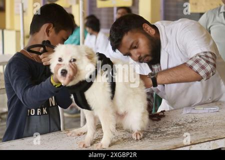 Un chien reçoit un traitement et une vaccination à l'occasion de la Journée mondiale des zoonoses à l'hôpital vétérinaire d'État d'Agartala. La Journée mondiale des zoonoses est célébrée le 6 juillet de chaque année pour sensibiliser aux maladies qui peuvent être transmises des animaux aux humains et commémorer le jour où Louis Pasteur a administré avec succès le premier vaccin contre le virus de la rage le 6 juillet 1885. Agartala, Tripura, Inde. Banque D'Images