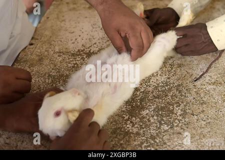 Un lapin reçoit un traitement et une vaccination à l'occasion de la Journée mondiale des zoonoses à l'hôpital vétérinaire d'État d'Agartala. La Journée mondiale des zoonoses est célébrée le 6 juillet de chaque année pour sensibiliser aux maladies qui peuvent être transmises des animaux aux humains et commémorer le jour où Louis Pasteur a administré avec succès le premier vaccin contre le virus de la rage le 6 juillet 1885. Agartala, Tripura, Inde. Banque D'Images