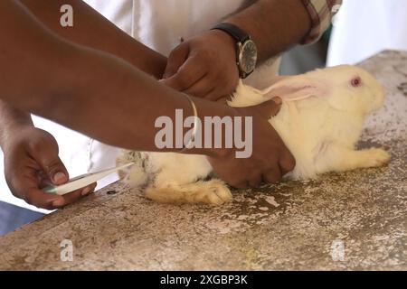 Un lapin reçoit un traitement et une vaccination à l'occasion de la Journée mondiale des zoonoses à l'hôpital vétérinaire d'État d'Agartala. La Journée mondiale des zoonoses est célébrée le 6 juillet de chaque année pour sensibiliser aux maladies qui peuvent être transmises des animaux aux humains et commémorer le jour où Louis Pasteur a administré avec succès le premier vaccin contre le virus de la rage le 6 juillet 1885. Agartala, Tripura, Inde. Banque D'Images