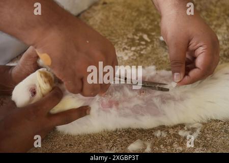 Un lapin reçoit un traitement et une vaccination à l'occasion de la Journée mondiale des zoonoses à l'hôpital vétérinaire d'État d'Agartala. La Journée mondiale des zoonoses est célébrée le 6 juillet de chaque année pour sensibiliser aux maladies qui peuvent être transmises des animaux aux humains et commémorer le jour où Louis Pasteur a administré avec succès le premier vaccin contre le virus de la rage le 6 juillet 1885. Agartala, Tripura, Inde. Banque D'Images