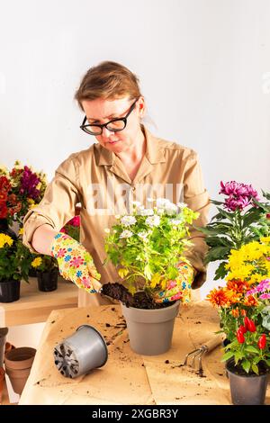 Femme de 50 ans transplantant des fleurs de chrysanthème d'automne dans des pots, décorant la terrasse ou le balcon de la maison avec des fleurs Banque D'Images