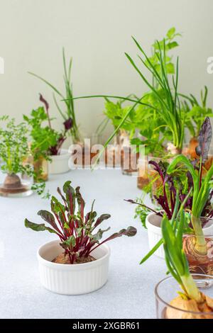 Culture à partir de déchets organiques, de carottes germées et de betteraves à la maison, d'oignons et de céleri et d'ail, fée de légumes utile et savoureux Banque D'Images