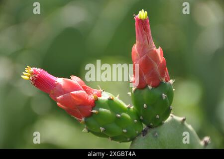 Cactus nopal cochenillifera ou Opuntia cochenillifera, cereus hexagonus, Cacto palmatoria - Biome de Caatinga - Nord-est du Brésil Banque D'Images