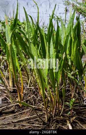 Gros plan des irisses du drapeau jaune Iris pseudacorus et du Grand quai d'eau Rumex hydrolapatum. Banque D'Images