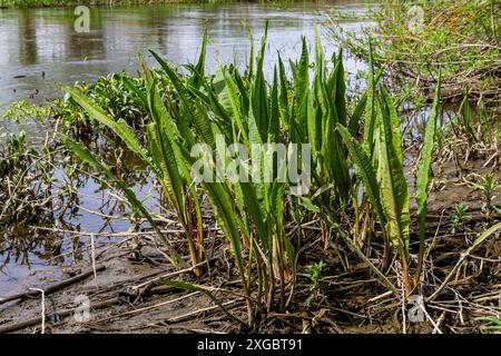 Gros plan des irisses du drapeau jaune Iris pseudacorus et du Grand quai d'eau Rumex hydrolapatum. Banque D'Images