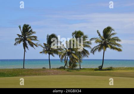 Vue sur le parcours de golf côtier avec des cocotiers en arrière-plan. cocotier palmier Banque D'Images