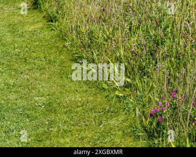Domestic lawn split between neatly mown grass and a section left long as a wildlife meadow for biodiversity in a UK Garden. Banque D'Images