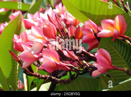 Frangipanier rose, Fortaleza, Maputo, Mozambique. Plumeria , également connu sous le nom de frangipanier, est un genre de plantes à fleurs de la sous-famille Rauvolfioid Banque D'Images