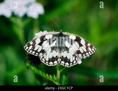 Nectaring blanc marbré sur fleurs Yarrow. Réserve naturelle des réservoirs de Molesey, West Molesey, Surrey, Angleterre. Banque D'Images