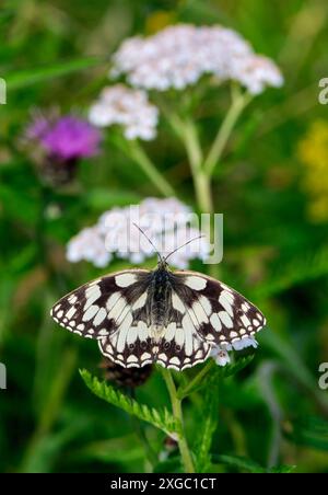 Nectaring blanc marbré sur fleurs Yarrow. Réserve naturelle des réservoirs de Molesey, West Molesey, Surrey, Angleterre. Banque D'Images