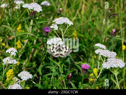 Nectaring blanc marbré sur fleurs Yarrow. Réserve naturelle des réservoirs de Molesey, West Molesey, Surrey, Angleterre. Banque D'Images