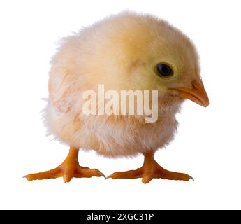 Buff Orpington poulet poussin qui est très minuscule qui est pendu vers le bas qui est isolé pour le placement graphique. Banque D'Images