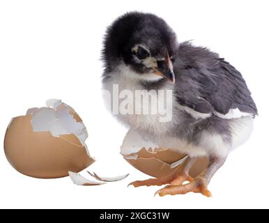 Jeune poulet Austerlorp noir et blanc à côté d'une coquille d'œuf qui a été cassée. Banque D'Images