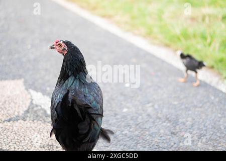 Gros plan d'un poulet noir debout sur une route pavée avec un autre poulet en arrière-plan sur une zone herbeuse. Banque D'Images