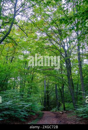 Vue dans la forêt dans la région du Harz, Allemagne Banque D'Images