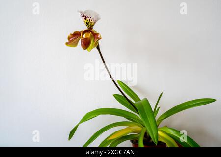 Gros plan d'un Paphiopedilum fleuri, Lady`s Slipper. Pantoufle Vénus ou orchidée calleuse (Paphilopedium) Banque D'Images